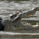 A crocodile swims in a river with a tire round its neck.